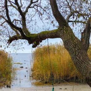 ����: �������������