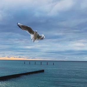 ���� ��������: �����