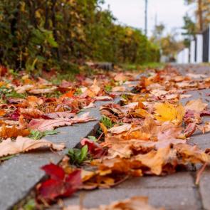 ����: �����