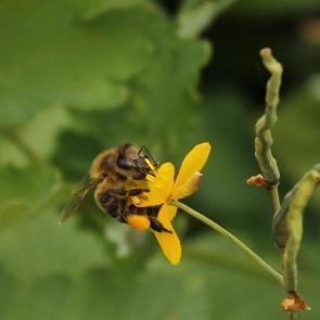 ���� ��������: ������