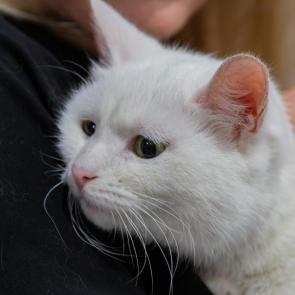 ���� ��������: 