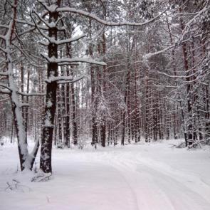 ����: ������ ���