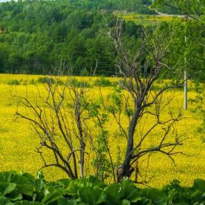 ����: ����� ���������