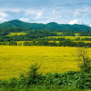 ����: ������