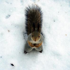 ����: ������ �����