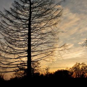 ����: ���������