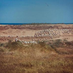 ����: �����