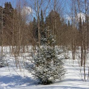 ����: �������� ���������