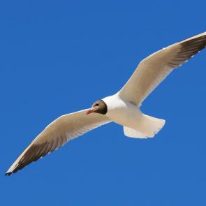 ����: ���� �����