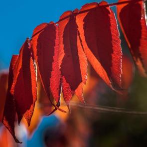 ����: �����