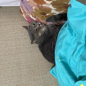 ���� ��������: 