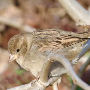 ����: ������� �� �����