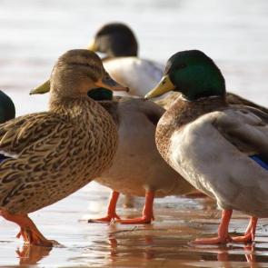 ���� ��������: ����