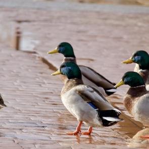 ���� ��������: ��������