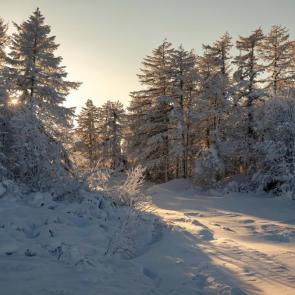 ����: ���������� ����