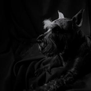 ���� ��������: 