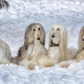 ���� ��������: ��������� ������