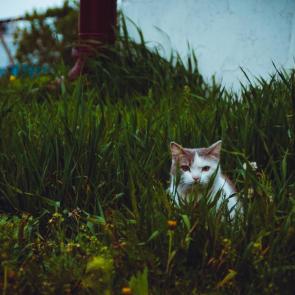 ���� ��������: � ����� 