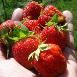 ����: ����������