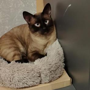 ���� ��������: 