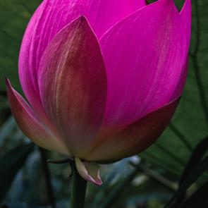 ���� ��������: ����� �������