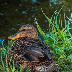 ���� ��������: ��������� ���� 