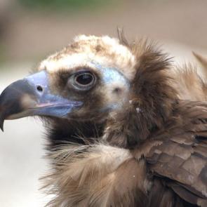 ���� ��������: 