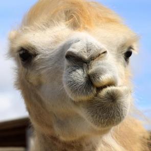 ���� ��������: 