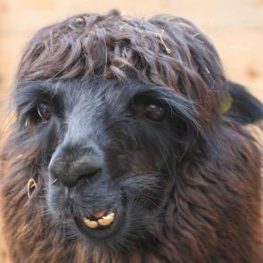 ���� ��������: 