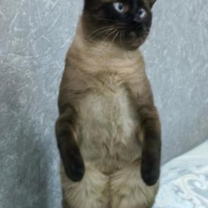 ����: �������� ����������