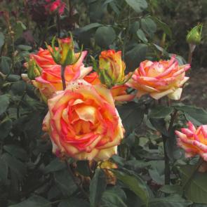 ���� ��������: 