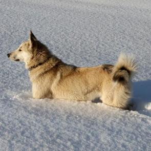 ����: � ����