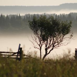 ����: ����������� ����