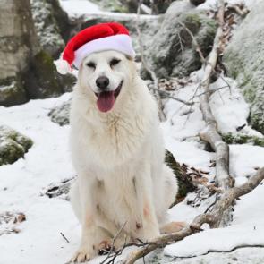 ����: ����� 