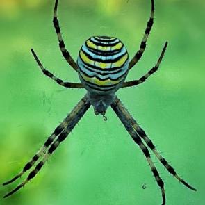 ����: �������. 