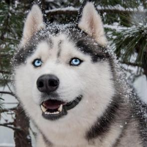 ���� ��������: ������������