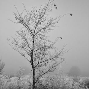 ����: ������� �����