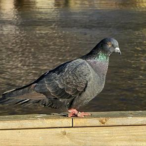 ���� ��������: 