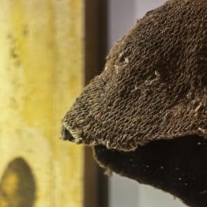 ����: ������