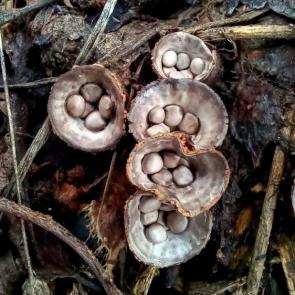 ����: ����� ����������