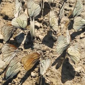 ��� ������ ���������