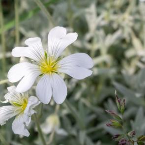 ������� �����