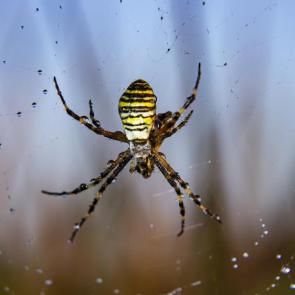 ����: ���� - ���