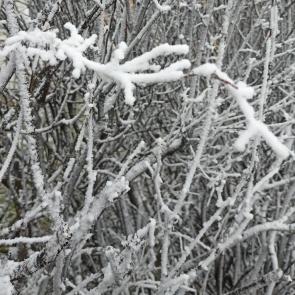 � ����������� �����