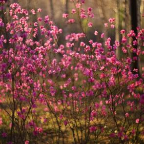 ����: ���������