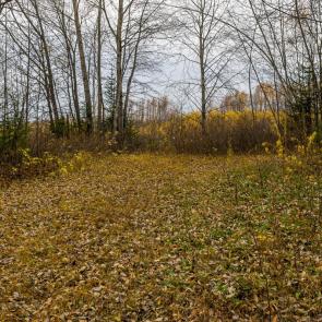 ����: ������ �����