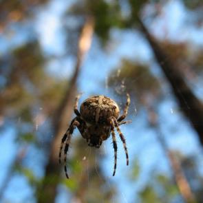 ����: � �������� ����