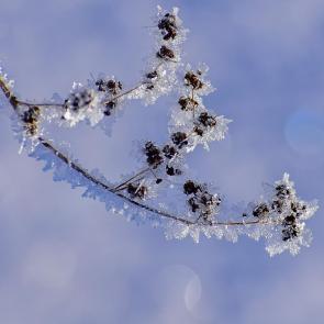 ����: ������ �����