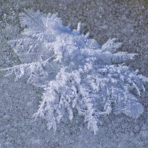 ����: ������� ����