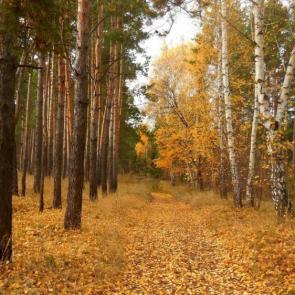 ����: ��� ����� �����